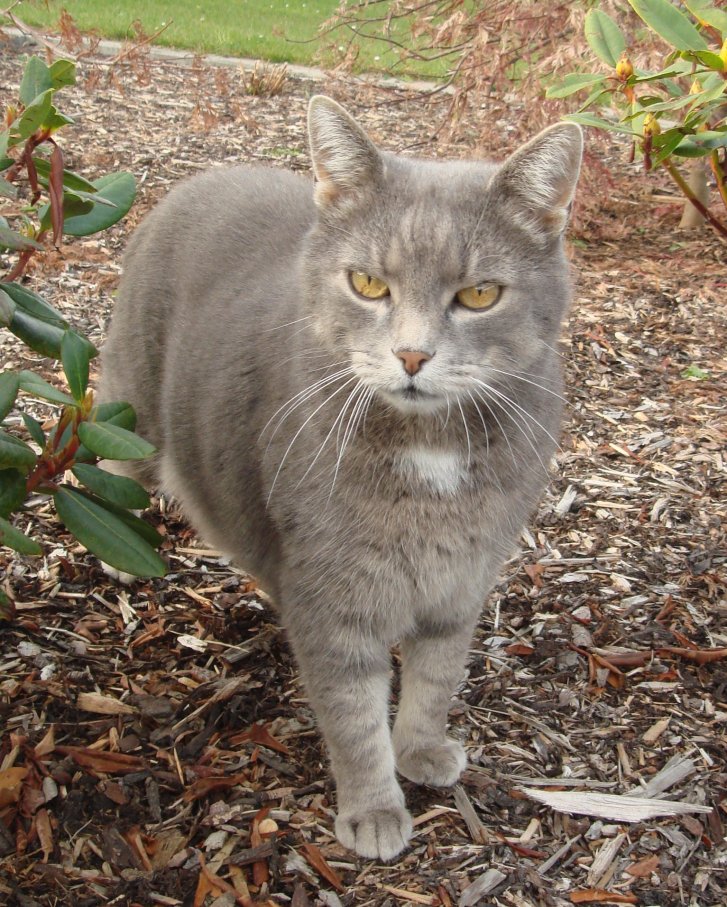 Picture of a cat / kitten / feline