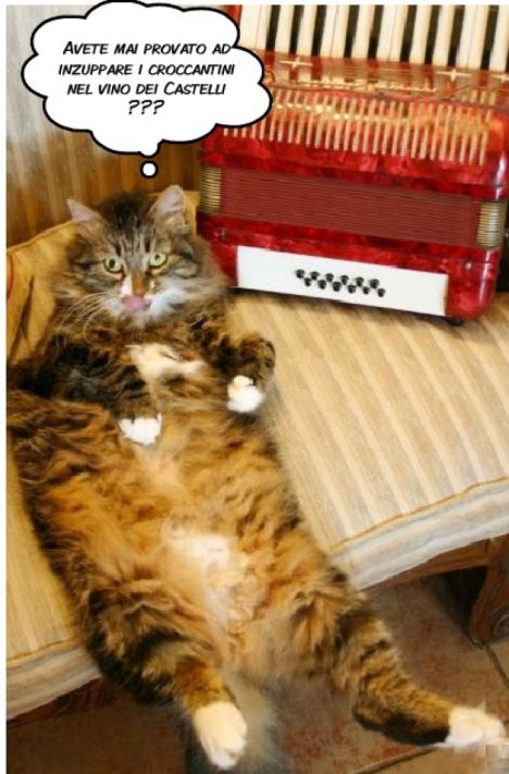 Picture of a cat / kitten / feline