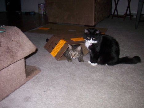 Picture of a cat / kitten / feline