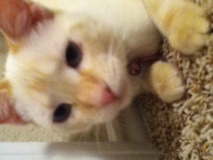 Picture of a cat / kitten / feline