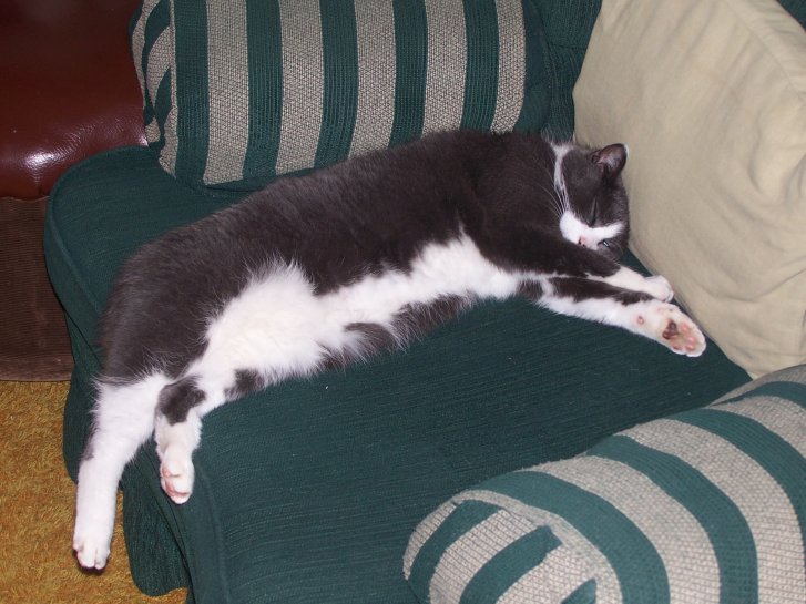 Picture of a cat / kitten / feline