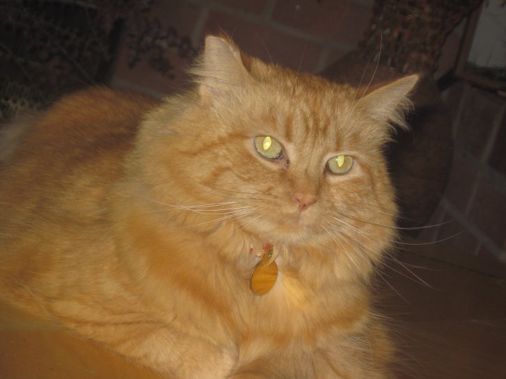 Picture of a cat / kitten / feline