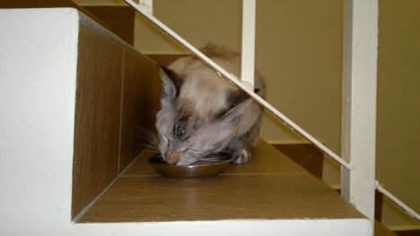 Picture of a cat / kitten / feline