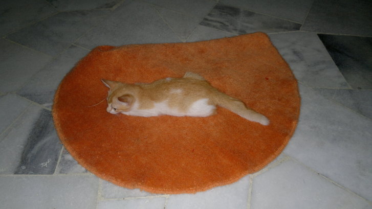 Picture of a cat / kitten / feline