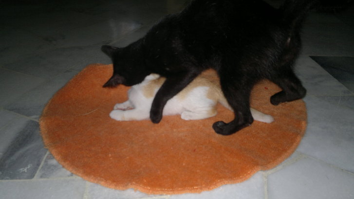 Picture of a cat / kitten / feline