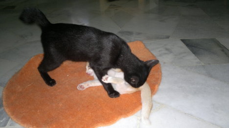 Picture of a cat / kitten / feline