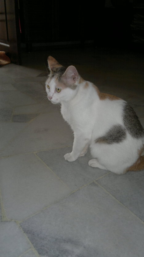 Picture of a cat / kitten / feline