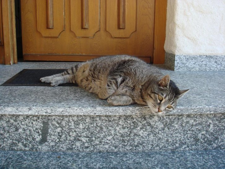 Picture of a cat / kitten / feline