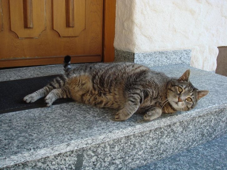 Picture of a cat / kitten / feline