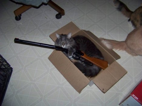 Picture of a cat / kitten / feline