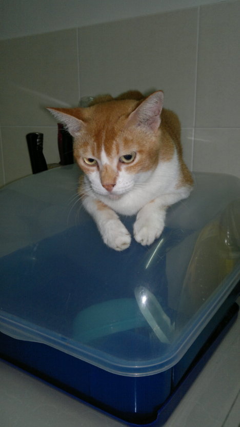 Picture of a cat / kitten / feline