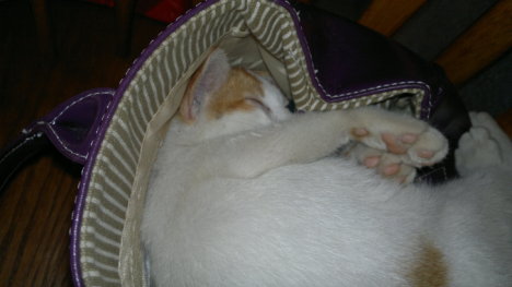 Picture of a cat / kitten / feline