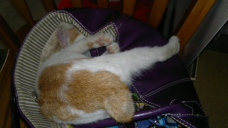 Picture of a cat / kitten / feline