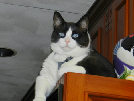 Picture of a cat / kitten / feline