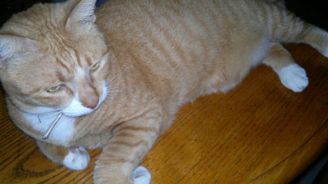 Picture of a cat / kitten / feline