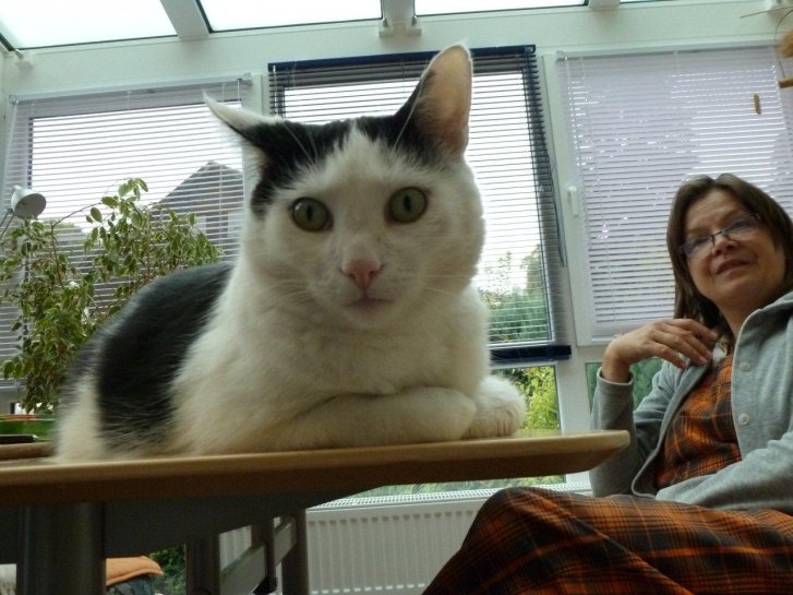 Picture of a cat / kitten / feline