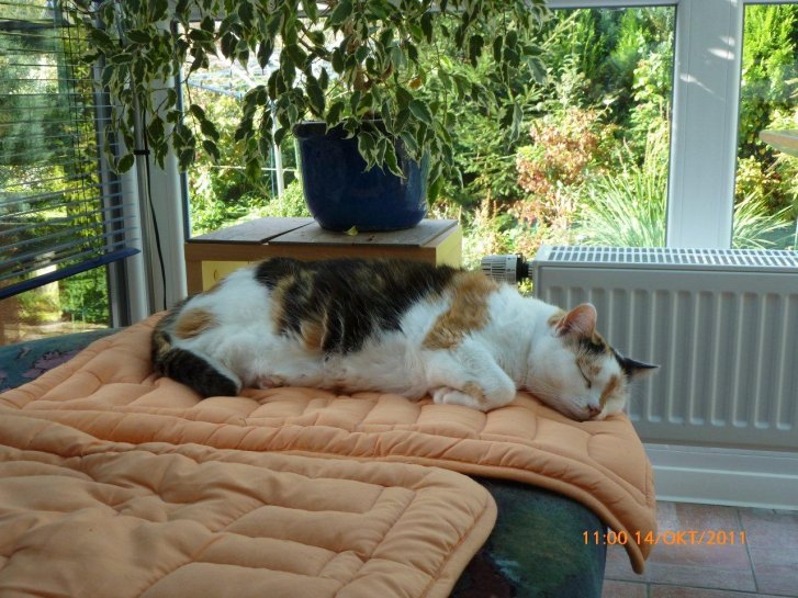 Picture of a cat / kitten / feline