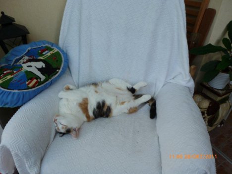 Picture of a cat / kitten / feline