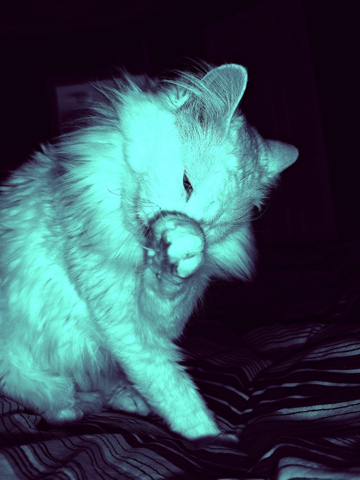 Picture of a cat / kitten / feline