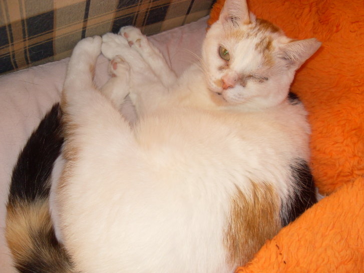 Picture of a cat / kitten / feline