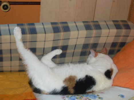 Picture of a cat / kitten / feline