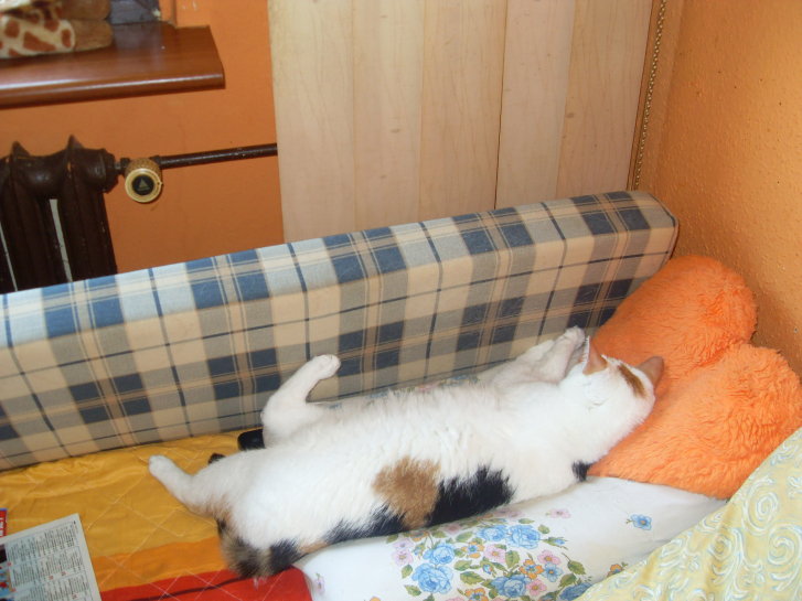 Picture of a cat / kitten / feline