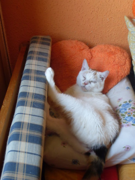 Picture of a cat / kitten / feline