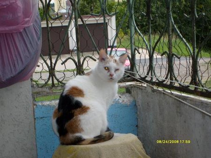 Picture of a cat / kitten / feline