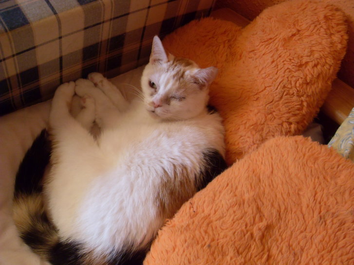 Picture of a cat / kitten / feline