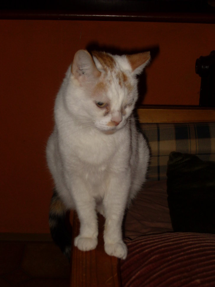 Picture of a cat / kitten / feline