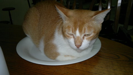 Picture of a cat / kitten / feline