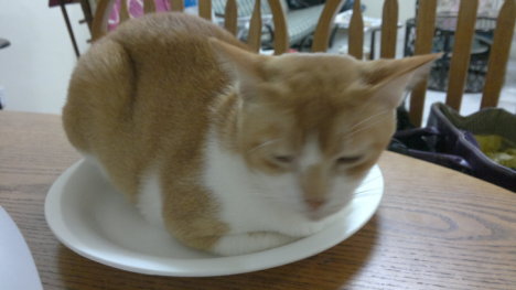 Picture of a cat / kitten / feline