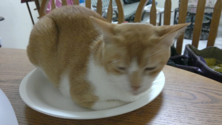 Picture of a cat / kitten / feline