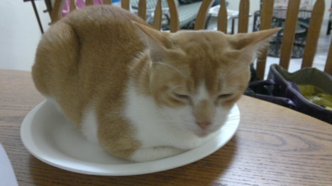 Picture of a cat / kitten / feline