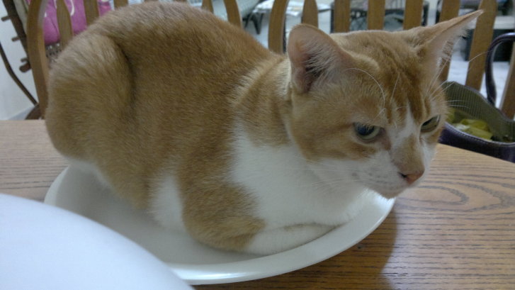 Picture of a cat / kitten / feline