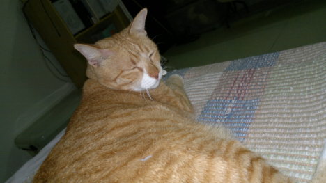 Picture of a cat / kitten / feline