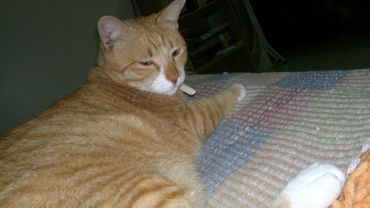 Picture of a cat / kitten / feline