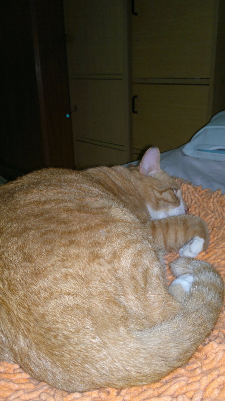 Picture of a cat / kitten / feline