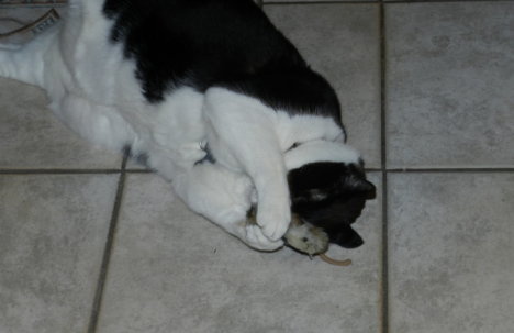 Picture of a cat / kitten / feline