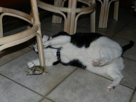 Picture of a cat / kitten / feline