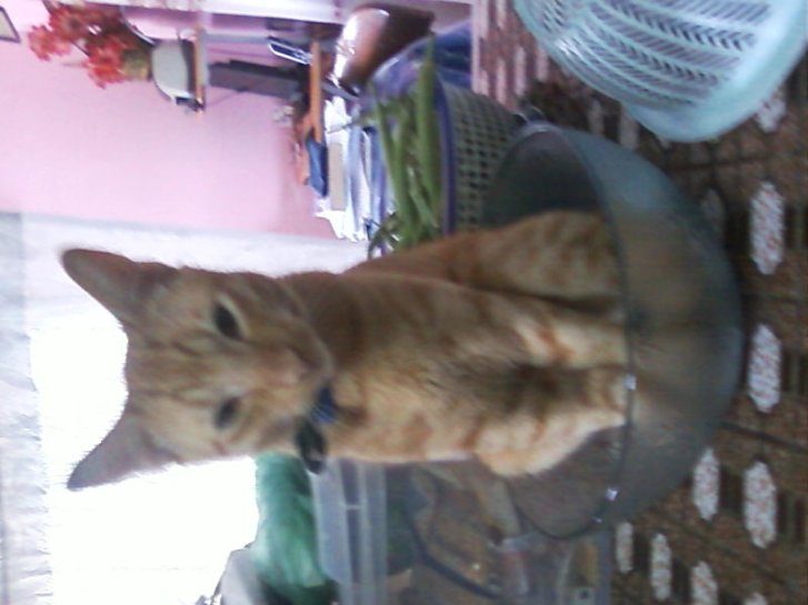 Picture of a cat / kitten / feline