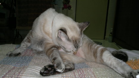 Picture of a cat / kitten / feline