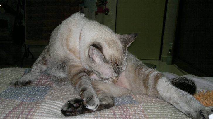 Picture of a cat / kitten / feline