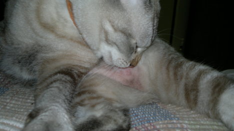 Picture of a cat / kitten / feline