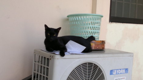 Picture of a cat / kitten / feline