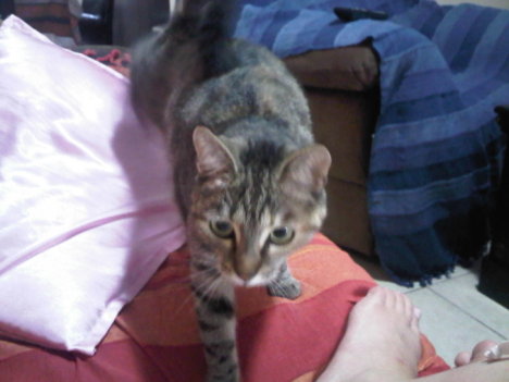 Picture of a cat / kitten / feline