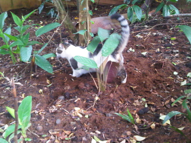 Picture of a cat / kitten / feline