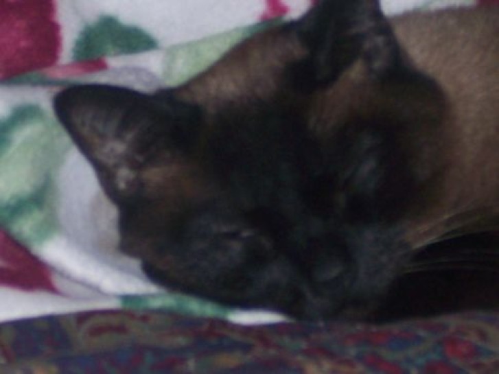 Picture of a cat / kitten / feline