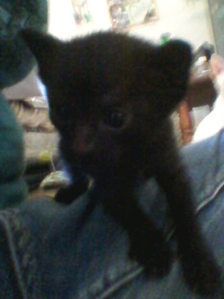 Picture of a cat / kitten / feline