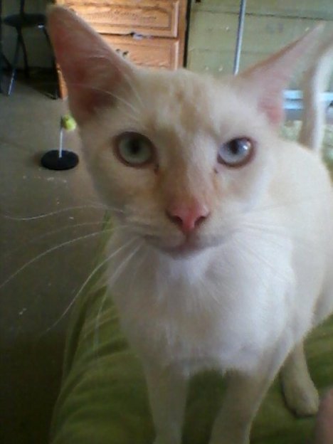 Picture of a cat / kitten / feline